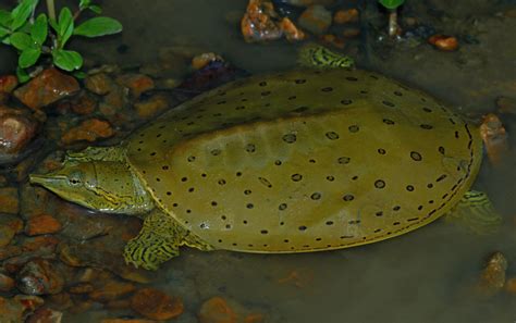 Apalone Spinifera: Rare Turtle Secrets Unveiled