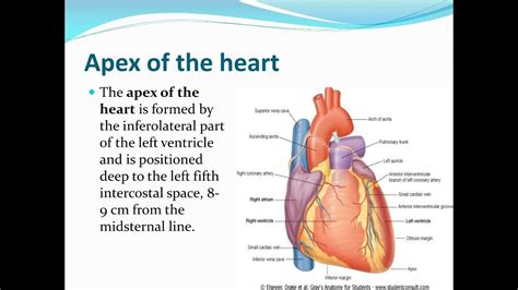 Unlock the Apex of Heart Secrets