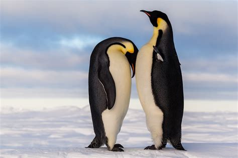 Penguins: Mammal or Bird?
