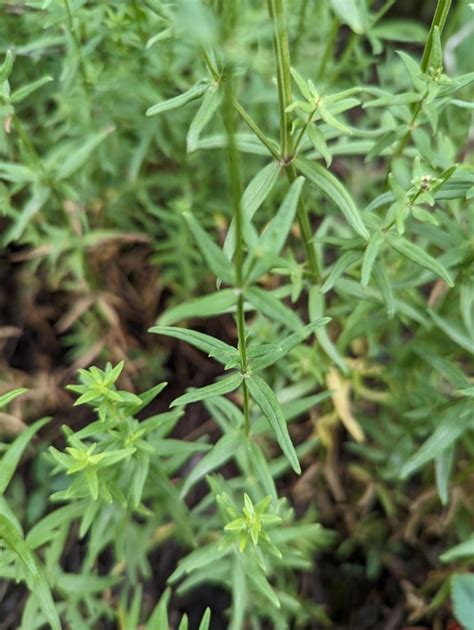 Bedstraw: Nature's Hidden Wellness Secret