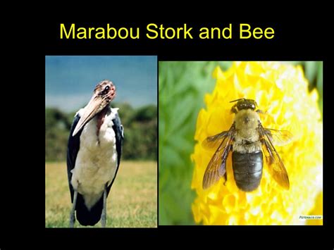 Bee/Marabou Stork Partnership Unveiled: Unique Relationship Insights