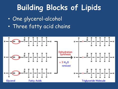 Building Blocks of Lipids: Unveil Their Secrets Today