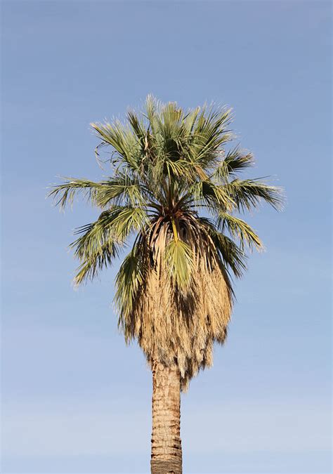 Grow Your Own California Fan Palm Now!