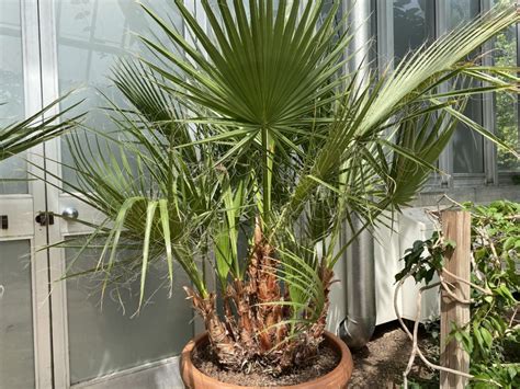 California Palm: Nature's Resilient Treasure