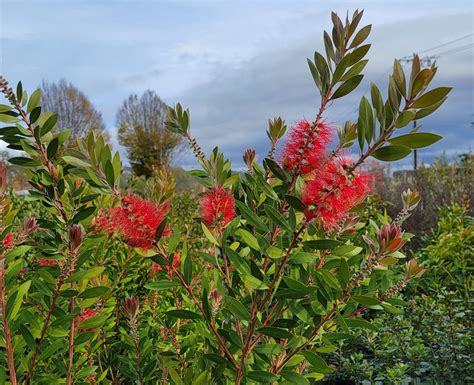 Discover the Splendor of Callistemon Citrius: Nature's Stunning Bloom