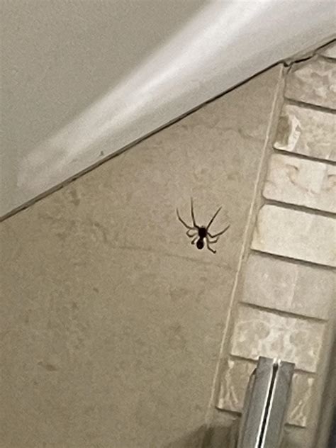Can Anyone Help Me Figure Out What Type Of Uk House Spider This Is It Can Anyone Help Me Figure Out What Type Of Uk House Spider This Is It
