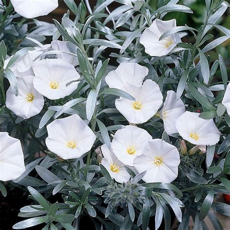 Discover the Hidden Benefits of Convolvulus: Nature's Little-Known Healer