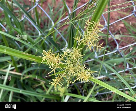 Cyperus esculentus: Nature's Hidden Treasure