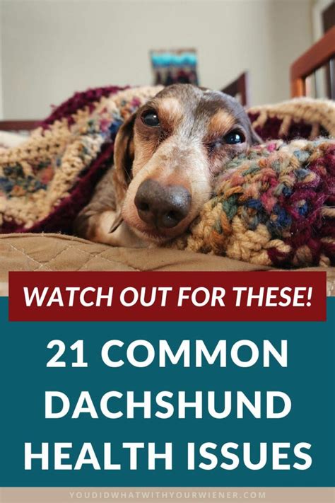 Dachshund Health Issues