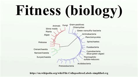 Unlocking the Secrets: What Does Fitness Mean in Biological Terms