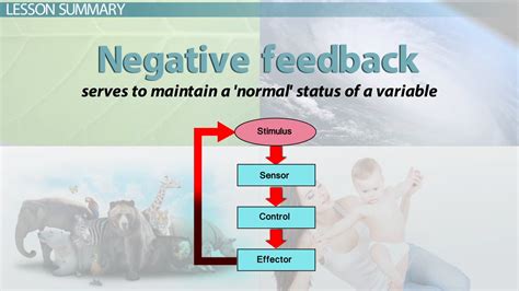 Define Negative Feedback In Healthcare Endocine