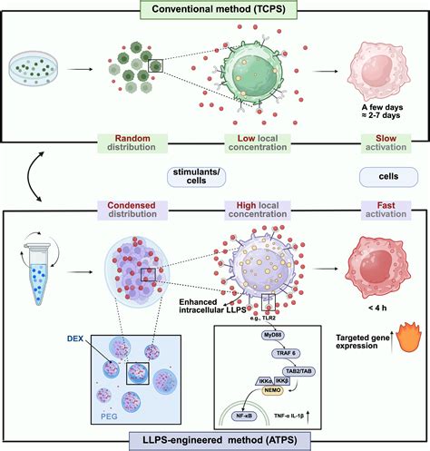 From Silence To Signal: Dep Separation T Cell And The Immune Tale
