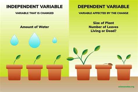 Dependent vs Independent Variables: Clear Examples Explained