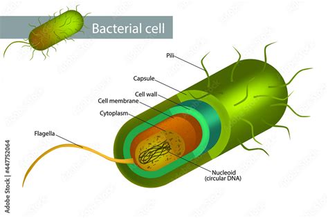 Does Bacteria Have DNA: Tiny Genetic Mystery
