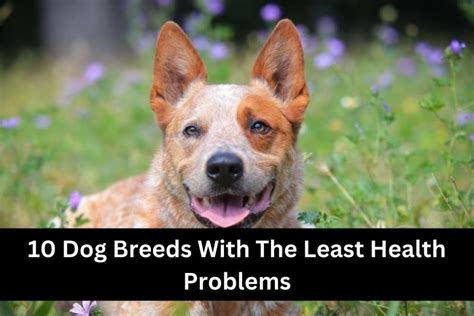 Dogs With Least Health Issues