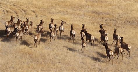 Curious Encounter: Donkey Roams with Elk Herd