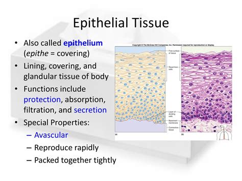 Why Epithelial Cells Reproduce Rapidly Explained
