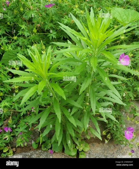 Erigeron Canadensis: Wild Flower Wonders Unveiled