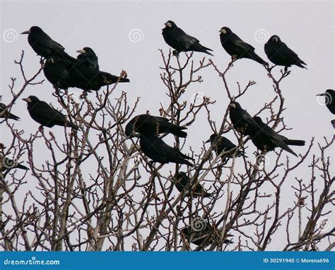 Curious About What a Flock of Ravens Is Called