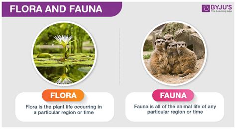 Unveiling Flora and Fauna Meaning: Nature's Secrets