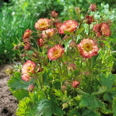 Geum Cocktail Cosmopolitan Geum Cocktail Cosmopolitan