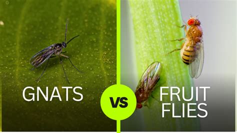 Gnats vs Fruit Flies: Tiny Trouble?