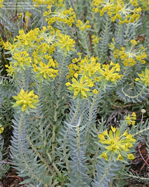 Uncover the Hidden Dangers of Gopher Spurge: Nature's Stealthy Threat