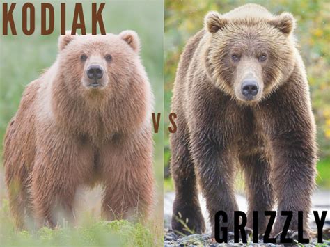 Grizzly vs Kodiak Bear Showdown