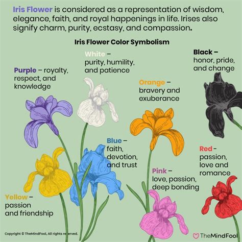 Iris Flower Meaning: Unlocking Hidden Symbolism