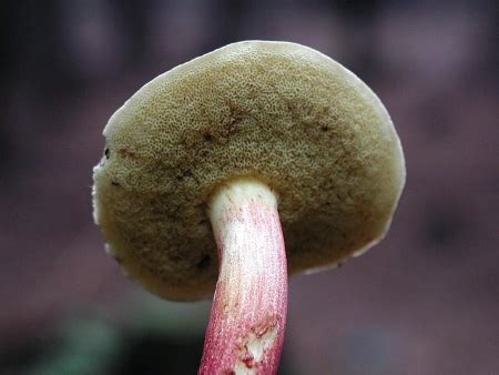 Is a Mushroom a Decomposer? Uncover the Truth