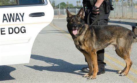 K9 Police Dog: The Ultimate Protectors in Law Enforcement