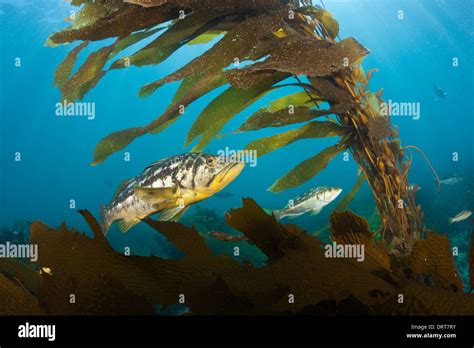 Unveiling the Mysteries of Kelp Bass Fishing: Expert Tips for Success
