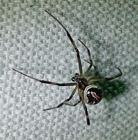 Discover L. Hesperus: Enigmatic Research Breakthrough