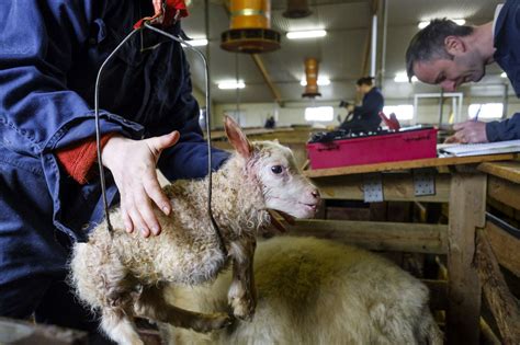 Lamb to the Slaughter Secrets Unveiled