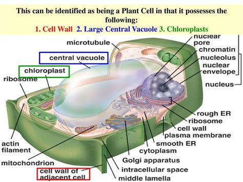 Unlock Plant Cell's Large Central Vacuole Secrets