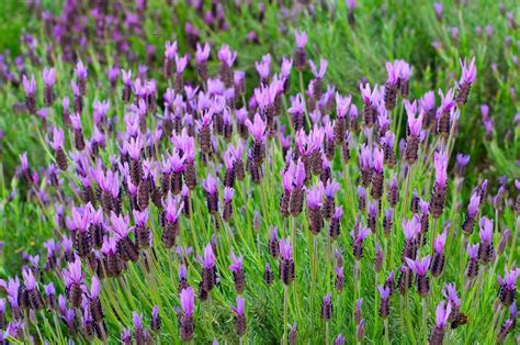 Spanish Lavender Secrets Unveiled: Ancient Uses