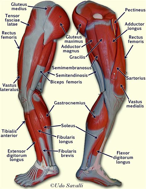 Discover Leg Muscles Labeled: Your Ultimate Anatomy Guide