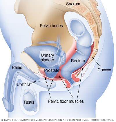 Male Pelvic Floor Muscles Mayo Clinic