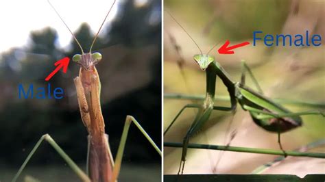 Male vs Female Praying Mantis: Surprising Insights