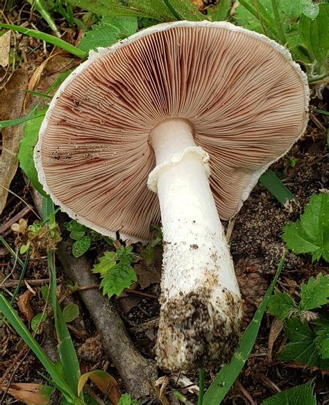 Meadow Mushroom Nutrition Secrets Unveiled