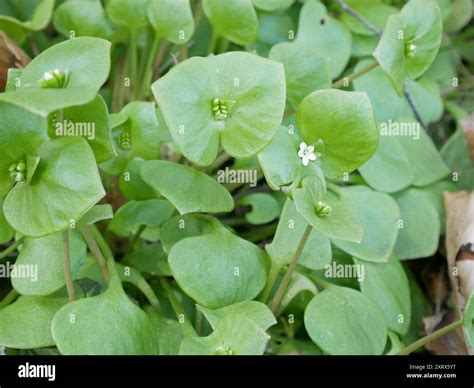 Miner's Lettuce Nutrition Secrets Revealed
