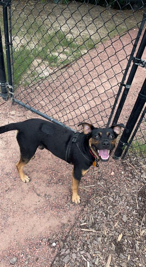 My Rescue Dogs Results R Doggydna My Rescue Dogs Results R Doggydna