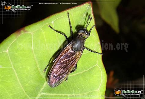 Master Mydas Fly Secrets for Ultimate Success