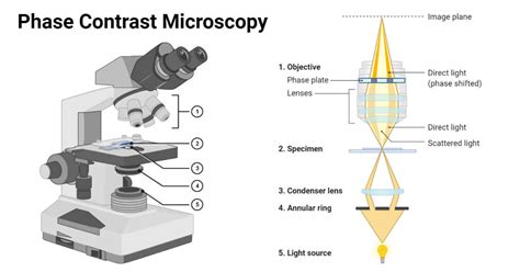 Phase Contrast Microscopy Breakthroughs Unveiled