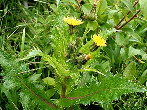 Discover Prickly Sow Thistle: Nature's Unique Garden Invader
