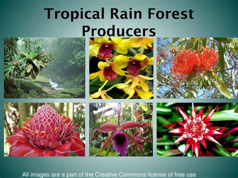 Rainforest Producers: Hidden Ecological Powerhouses