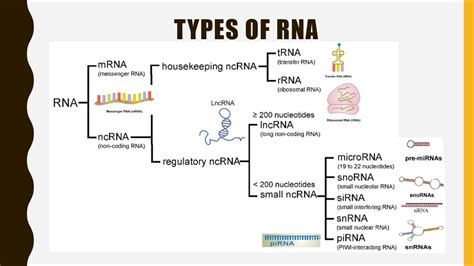 RNA Plays a Role in These Key Biological Processes