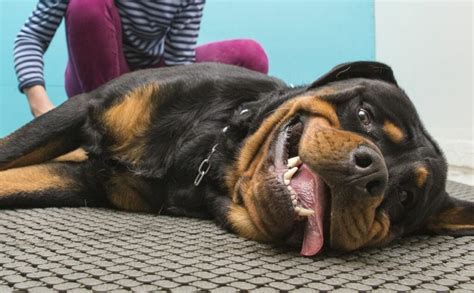 Rottweiler Health Issues