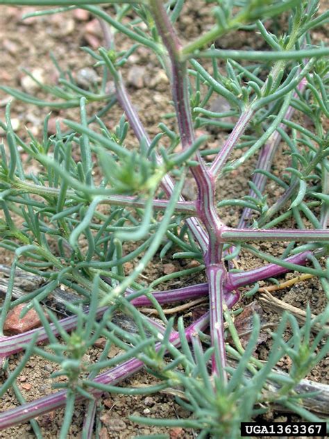 Russian Thistle: Uncovering Its Secrets and Impact