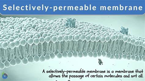 Selectively Permeable Definition Uncovered: What Makes It Work